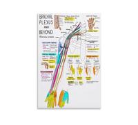 FOPURE Brachial Plexus Chart Axillary Nerve Anatomy Poster Science Classroom Decor Student Study Aid Canvas Wall-Art Print(Framed,08x12inch(20x30cm))