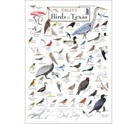FOPURE Common Birds of Texas Poster for - Friendly Illustrations with Names, for Nursery, Playroom, or Homeschool Decor(Framed,16x24inch(40x60cm))