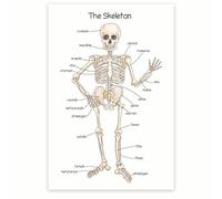 FOPURE Human Skeleton and Bone Structure Chart, Anatomical Reference for Studying the Skeletal System, Designed for Teachers, Nurses and Libraries(Unframed,16x24inch(40x60cm))