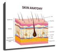FOPURE Skin Anatomy Poster Human Skin Layers Epidermis Hair Follicle Educational Chart for Beauty Salon Spa School(Framed,16x24inch(40x60cm))