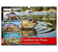 Forellen im Fluss (Wandkalender 2027 DIN A3 quer), CALVENDO Monatskalender: Forellen gleiten durch klare, lebendige Flüsse, getragen vom Rhythmus des ... Quellwassers ihren unverfälschten Geschmack.