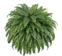 FOREST PRINCE Helechos de Boston Artificiales Grandes, 132cm Plantas Gigantes Decorativas Falso Arbustos de Plásticos para la Decoración del Hogar y Jardín, Ventana, Pared Enredadera (98 Lados)