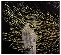 Forest Swords - Engravings