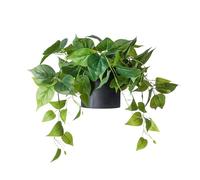 FOREVER LEAF Planta Artificial de pothos pequeña, Maceta Negra, Estilo Minimalista, 1 Unidad, Resistente a la Intemperie, Ideal para decoración del hogar, Oficina, Sala de Estar, Dormitorio de