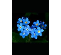 Forget Me Nots: A story of devotion, hope, and the power of creating a family against all odds.