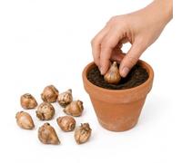 Formato de Bulbos Crocus Mix para Cultivo | 10 Bulbos para Plantar, Cubrir y Cultivar en un Lugar Soleado