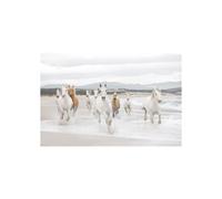 Foto mural - KOMAR - Caballos Blancos - 368 x 254 cm - Multicolor - Niño/Mixto