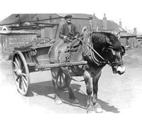 Fotografía de 1900.Victorian.Historia social. Un minero montando un caballo y un carro cargado con carbón dentro de los terrenos del pozo Póster Impresión de John Short (16 x 11)