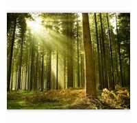 Fotomurales! B&D XXL - Fotomurales Bosque 350x270 cm XXL Papel pintado tejido no tejido Decoración de Pared decorativos Murales moderna de Dise?o Fotográfico naturaleza 100403-1