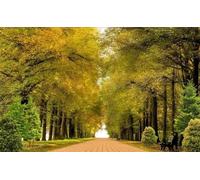 Fotomurales Decorativos Pared Camino Del árbol Del Paisaje 350x256 cm Papel Pintado Tejido No Tejido Otoño Fotomural 3D Mural Paredes Papel Tapiz Decoración Salón o Dormitorio a-9421