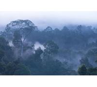 Fotomurales Decorativos Pared Paisaje Forestal 200x140 cm Papel Pintado Tejido No Tejido árbol de Niebla Fotomural 3D Mural Paredes Papel Tapiz Decoración Salón o Dormitorio a-11026