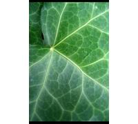 Four Rooms of the Same House