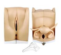 FOVIGUO Modelo de genitales Femeninos, Modelo de útero Vaginal de Silicona Blanda 1:1 Modelo médico para comprender la Estructura y la función del Sistema Reproductor Femenino