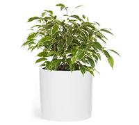 Fox&Fern Maceta S - 18 cm de Alto Con Drenaje de Agua - Para Plantas de Interior - 21 cm de Diámetro - Blanca