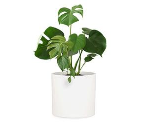 Fox & Fern Macetero, Maceteros Decorativos Interior, Macetas Exterior Grandes, Maceta Grande Plantas y Flores Resistente a Rayos UV y Heladas, Maceteros Exterior, Tapón de Drenaje, Piedra de Fibra