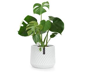 Fox & Fern Macetero, Maceteros Decorativos Interior, Macetas Exterior Grandes, Una Maceta Grande Plantas y Flores Resistente a Rayos UV y Heladas, Maceteros Exterior Tapón de Drenaje, Polystone