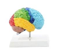 Fozriybefy Hemisferio Derecho del Cerebro Modelo de Cuerpo Humano EducacióN Modelo de Cerebro 1:1 para Estudiantes EnseñAnza Estudio Modelo de Ensamblaje