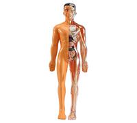 Fozriybefy Modelo de AnatomíA del Cuerpo Humano 3D, Esqueleto de PláStico para NiñOs Juguete de Ayuda para el Aprendizaje Temprano, Juguetes Educativos