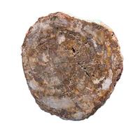 FQHIDMOMX 1 Pieza de 300-400 g Rebanada Piedra árbol, Cristal Cuarzo, desmagnetizante Decorativa