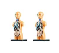 Frahou 2 x Modelo de cuerpo humano anatómico desmontable 3D para juguetes educativos, estructura corporal , enseñanza para niños, niños, estudiantes