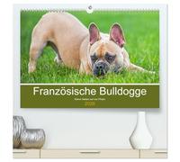 Französische Bulldogge - Kleine Helden auf vier Pfoten (hochwertiger Premium Wandkalender 2026 DIN A2 quer), Kunstdruck in Hochglanz: Mit 13 bezaubernden Fotos der beliebten Französischen Bulldoggen