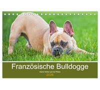 Französische Bulldogge - Kleine Helden auf vier Pfoten (Tischkalender 2026 DIN A5 quer), CALVENDO Monatskalender: Mit 13 bezaubernden Fotos der beliebten Französischen Bulldoggen