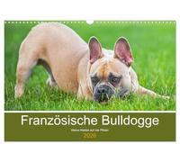 Französische Bulldogge - Kleine Helden auf vier Pfoten (Wandkalender 2026 DIN A3 quer), CALVENDO Monatskalender: Mit 13 bezaubernden Fotos der beliebten Französischen Bulldoggen