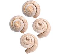 FRCOLOR 4 Piezas de Fósiles de Caracoles Marinos, Especímenes Paleontológicos de Gasterópodos Naturales, Modelo de Simulación Educativa para Prácticas Docentes y Decoración de Escritorio