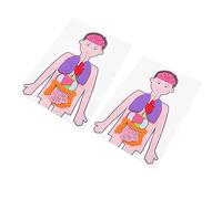 FRCOLOR Juguete de Órganos para Niños Kit Didáctico 2 Juegos Material Educativo de Torso Juguete Cognitivo Aprendizaje de Anatomía Actividad Manual