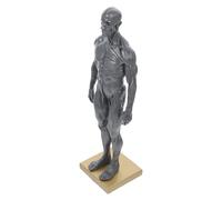 FRCOLOR Modelo Anatómico de Cabeza y Torso Masculino 30 Cm, Estructura Muscular y Ósea en Resina Gris, Herramienta Educativa para Estudio Anatómico y Referencia Artística Color Aleatorio