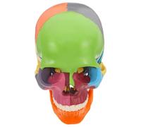 FRCOLOR Modelo de Cráneo Anatómico de Plástico para Clases de Anatomía y Formación en Instituciones, Diseño Desmontable y Colorido para Facilitar el Aprendizaje