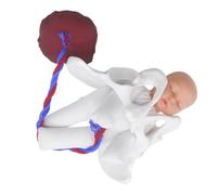 FRCOLOR Modelo de Pelvis Femenina para Enseñanza Clínica Feto, Cordón y Placenta, Herramienta Educativa para Formación en Partería y Aula Prenatal, Modelo Anatómico Realista y Didáctico
