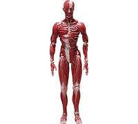 FREEing Figura de acción Figma Modelo anatómico Humano, Multicolor