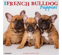 French Bulldog Puppies 2026 12 X 12 Wall Calendar