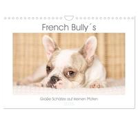 French Bully´s - Große Schätze auf kleinen Pfoten (Wandkalender 2026 DIN A4 quer), CALVENDO Monatskalender: Die Französische Bulldogge, ein treuer Begleiter der stets für ein Lächeln sorgt