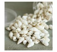 FREOJGU Decoración con Conchas 100 Piezas pequeñas y Hermosas Conchas de mar Naturales, Cuentas caracola for decoración Playa Arena, Mesa for el hogar, Adornos artesanales for Fiesta