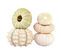 FREOJGU Decoración con Conchas Bonsái de Planta Concha, Conchas Marinas del Mediterráneo, artesanía, decoración hogar, 5 uds(A)