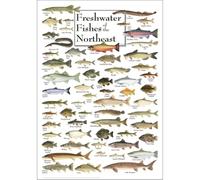 Freshwater Fishes Chart - Northeast Species Identification & Learning Poster - Educational Wall Decor for Anglers, Students, Teachers, and Nature Lovers(Unframed,12x18inch(30x45cm))