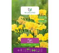 Fresia amarilla, 10 unidades.