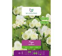 Fresia blanca, 10 unidades.