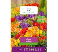 Fresia, mezcla, 10 unidades.