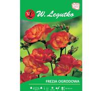 Fresia roja, 10 unidades.