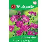 Fresia rosa, 10 unidades.