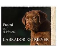 Freund auf 4 Pfoten - Labrador Retriever (Wandkalender 2026 DIN A2 quer), CALVENDO Monatskalender: Der Labrador Retriever, eine der beliebtesten Hunderassen auf 13 wunderschönen Kalenderblättern