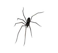 Fridge Magnet, Creative Refrigerator Decor, 3,82 x 2,05 x 0,51 pulgadas, Strong Spider Shape Magnet, Kitchen Organization, Realistic Home Decoration, Memo Holder for Lists Notes Reminder