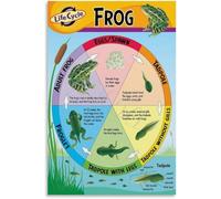 Frog Metamorphosis Diagram Poster Science Education Wall Print