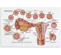 From Egg Fertilization to Implantation Diagram Poster Embryo Development Stages Educational Canvas Wall-Art Living Room Bedroom Decor(Unframed,12x18inch(30x45cm))