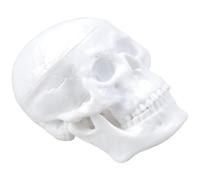 FROMCEO Medicals - Figura de anatomía de calavera con estructura ósea realista para estudiantes, profesionales, artistas, ayuda de aprendizaje, modelo de calavera en miniatura