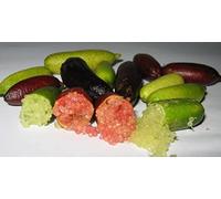 Frutal Arbol Caviar citrico Pack 2 unidades (1 Blanca - 1 Rosa) de Viveros la Berrocosa Alt. Aprox. 35-40 cm