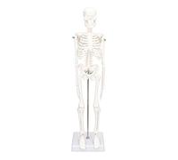 FTVOGUE Modelo de Esqueleto PVC Cuerpo Humano Modelo de Esqueleto 45 Cm Articulaciones Móviles Cráneo Desmontable con Soporte de Metal para Estudio de Anatomía Aula Quiroprácticos Artistas